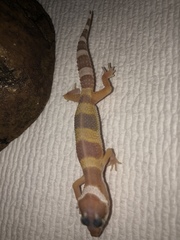 Eublepharis macularius