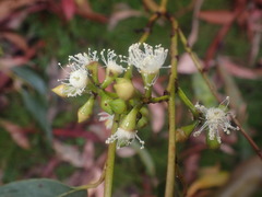 Eucalyptus nobilis