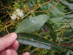 Eucalyptus nobilis