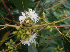 Eucalyptus nobilis