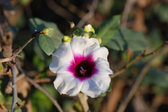 Ipomoea campanulata