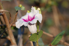 Ipomoea campanulata