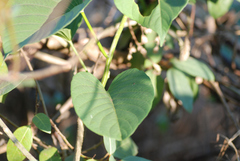 Ipomoea campanulata