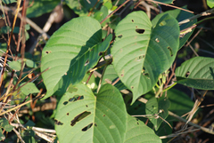 Ipomoea campanulata