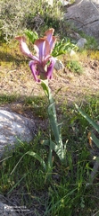 Iris stolonifera