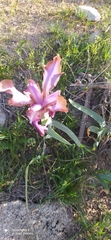 Iris stolonifera