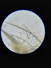 Tubeufiales