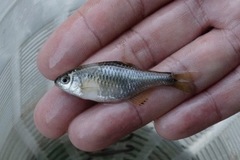 Paratanakia himantegus