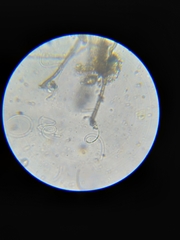 Tubeufiales