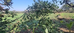 Dalbergia latifolia