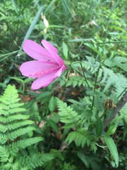 Hibiscus geranioides