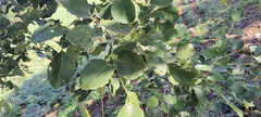 Dalbergia latifolia
