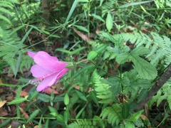 Hibiscus geranioides