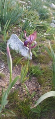 Iris stolonifera