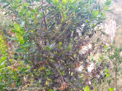 Monticalia arbutifolia