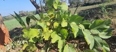 Grewia tiliifolia