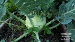Brassica oleracea gongylodes