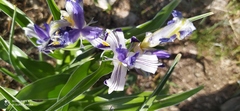 Iris warleyensis