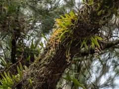 Liparis coelogynoides