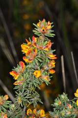 Pultenaea daltonii