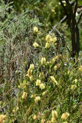 Melaleuca pityoides