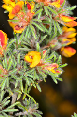 Pultenaea daltonii