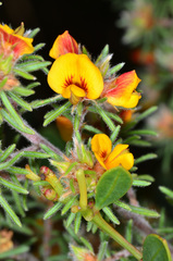 Pultenaea daltonii