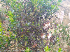 Monticalia arbutifolia