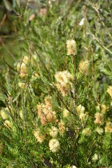 Melaleuca pityoides