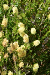 Melaleuca pityoides