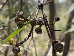 Eucalyptus lockyeri exuta