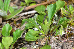 Viola cleistogamoides