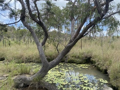 Eucalyptus lockyeri exuta