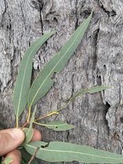 Eucalyptus lockyeri exuta