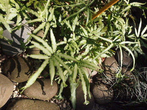 Pteris parkeri