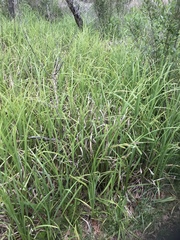 Carex hyalinolepis
