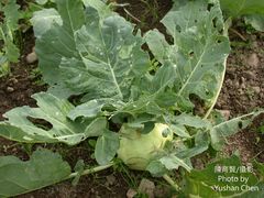 Brassica oleracea gongylodes