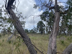Eucalyptus lockyeri exuta