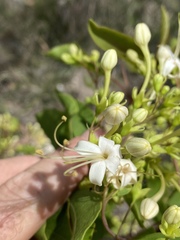 Clerodendrum longiflorum