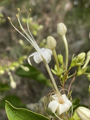 Clerodendrum longiflorum