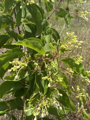 Clerodendrum longiflorum