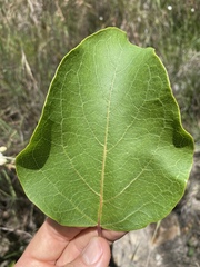 Clerodendrum longiflorum