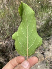 Clerodendrum longiflorum