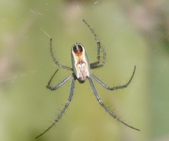 Mecynogea erythromela