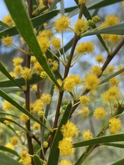Acacia simsii