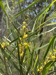 Acacia simsii