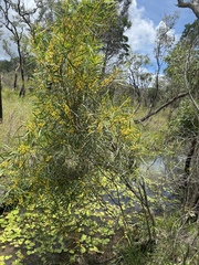 Acacia simsii