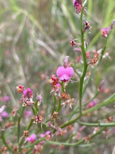 Jacksonia thesioides A.Cunn. ex Benth.