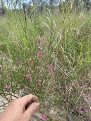 Jacksonia thesioides