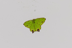 Agathia lycaenaria